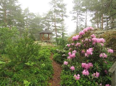 IMG_8577_smirnowii_1024px A narrow path leads to the gazebo that I and our son designed and built in 2017. Rhododendron smirnowii flowers on the side of the path. Kapea polku johtattaa...