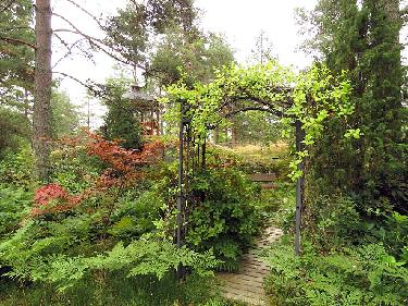 IMG_9069_kaariportti_puutarhaan_1024px An iron garden arch leads the way to the wooden pathways of the garden. Lonicera ex caprifolium climbs on the arch and red-leaved Acer palmatum 'Atropurpurea'...