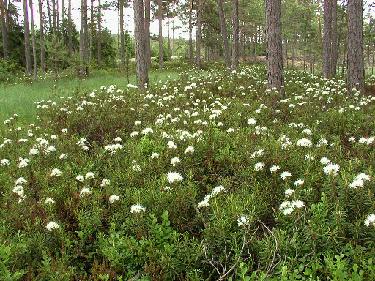 P6290318_tomentosum_suopursut_lahisuolla_1024pix Rhododendron tomentosum grows naturally on many places in Rhodogarden. I took this picture on the border toward neighbour's marsh. Suopursu ( Rhododendron...