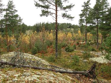 PA277777_syksyinen_arboretum_1024pix Rhodogarden consists of valleys surrounded by high rocks. Rhodogardenissa on korkeiden kallioiden välisiä laaksoja.