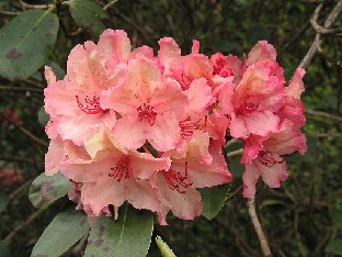 P5075281_Brasilia_1024px Rhododendron 'Brasilia'
