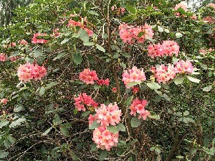 P5075282_Brasilia_1024px Rhododendron 'Brasilia'