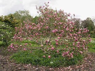 P5075288_Magnolia_Randy_1024px Magnolia 'Randy'