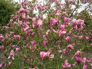 P5075289_Magnolia_Randy_1024px Magnolia 'Randy'