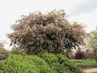 P5075293_Malus_floribunda_1024px Malus floribunda