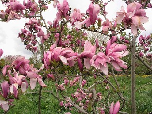 P5075295_Magnolia_Lilleney_1024px Magnolia 'Lilleney'