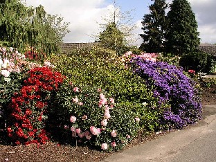 P5075228_Burning_Love_ja_Azurwolke_1024px Rhododendron 'Burning Love' and 'Azurwolke' Rhododendron 'Burning Love' ja 'Azurwolke'