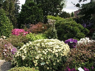 P5075238_Princess_Anne_etualalla_1024px Rhododendron 'Princess Anne'