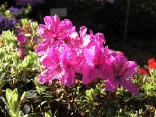 P5075239_saluenense_var_prostratum_1024px Rhododendron saluenense var. prostratum