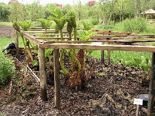 P5085347_Gunnera_1024px Gunnera manicata