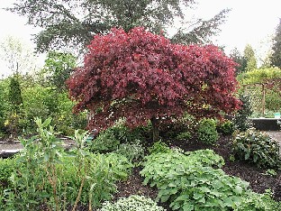 P5085350_Acer_palmatum_Atropurpureum_1024px Acer palmatum 'Atropurpureum'