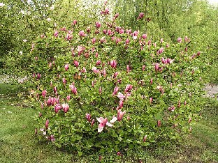 P5085358_Magnolia_Nigra_1024px Magnolia 'Nigra'