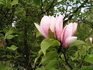 P5085361_Magnolia_Heaven_Scent_1024px Magnolia 'Heaven Scent'