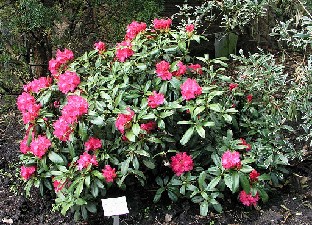 P5085363_Morgenrot_1024px Rhododendron 'Morgenrot'