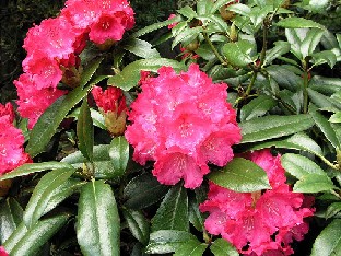 P5085364_Morgenrot_1024px Rhododendron 'Morgenrot'