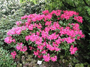 P5085369_Smirnowii_hybrid_Nathalie_1024px Rhododendron 'Nathalie'