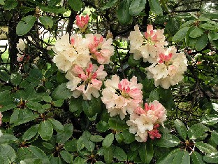 P5085373_wardii_hybrid_Ehrengold_1024px Rhododendron 'Ehrengold'
