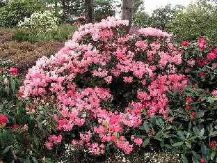 P5085375_Lampion_1024px Rhododendron 'Lampion'