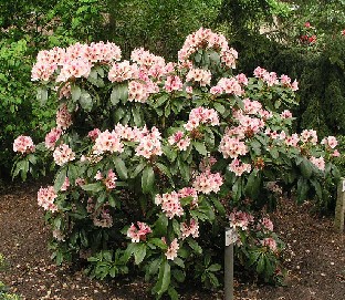 P5065192_Off-Shoot_1024px Rhododendron 'Off-shoot'