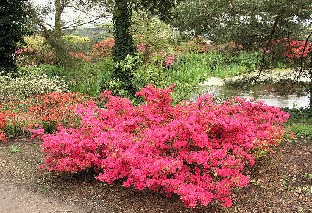 P5065196_japanilaisia_atsaleoja_1024px Japanese azalea Japanilainen atsalea