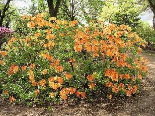 P5065199_Knap_Hill_atsalea_1024px Knap-Hill azalea