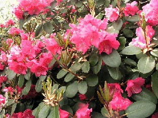 P5065200_45-50-vuotias_Hobbien_williamsianum_lajike_1024px An old Rhododendron williamsianum hybrid from Hobbie Vanha Hobbien Rhododendron williamsianum lajike