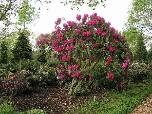 P5065202_Auguste_van_Gerdt_1024px Rhododendron 'Auguste van Gerdt'