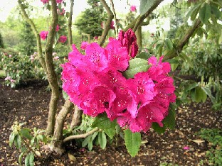 P5065203_Auguste_van_Gerdt_1024px Rhododendron 'Auguste van Gerdt'