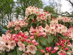 P5055024_Stadt_Delmenhorst_1024px Rhododendron 'Stadt Delmenhorst'