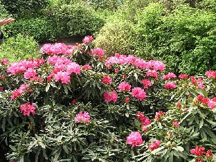 P5055028_Rosa_Perle_1024px Rhododendron 'Rosa Perle'