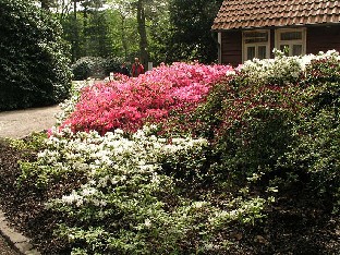 P5055035_japanilaiset_atsaleat_1024px Japanese azaleas Japanilaisia atsaleoja