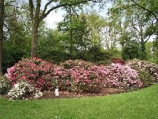 P5055036_alppiruusuja_1024px Colourful rhododendron hybrids Värikkäitä alppiruusulajikkeita