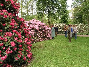 P5055037_vasemmalla_Oudijk's_Sensation_1024px The red one is Rhododendron 'Oudijk's Sensation' Punakukkainen on Rhododendron 'Oudijk's Sensation'