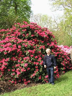 P5055042_KT_ja_Oudijk's_Sensation_1024px Kristian Theqvist and Rhododendron 'Oudijk's Sensation' Kristian Theqvist ja Rhododendron 'Oudijk's Sensation'