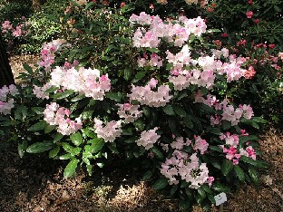 P5055050_Crete_1024px Rhododendron 'Crete'