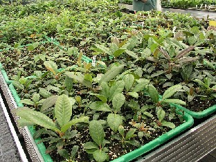 P5055054_rhodopistokkaita_1024px Rhododendron cuttings Alppiruusujen pistokkaita