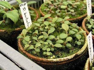 P5055056_barbatum_kylvotaimia_1024px Rhododendron seedlings Alppiruusujen kylvötaimia