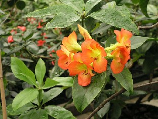 P5055059_vireya_Rhododendron_zoelleri_1024px Vireya R. zoelleri