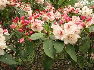 P5055117_Stadt_Delmenhorst_1024px Rhododendron 'Stadt Delmenhorst'