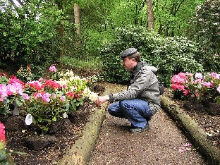 P5065121_Osmo_tutkii_keltaista_1024px Should I buy that beautiful rhodie? Ostaisinko tuon kauniin rhodon?