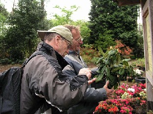 P5065124_Arno_luovuttaa_lahjuksen_1024px Arno Kasvi gives Rhododendron variety 'Pekka' to head gardener Herbert Tönjes Arno Kasvi antaa alppiruusun 'Pekka' puutarhamestari Herbert Tönjesille