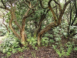 P5065129_fortunei_1024px Rhododendron fortunei thick trunks Rhododendron fortunei paksut rungot