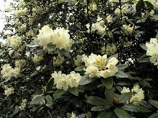 P5065132_Nippon_outo_mutta_kaunis_1024px Rhododendron 'Nippon' ( R. wardii x 'Seidel Nr. 100')
