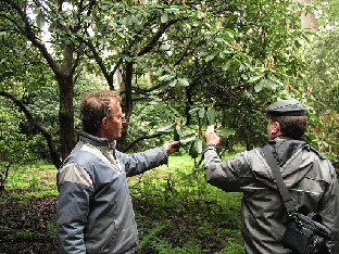 P5065133_oreodoxa_var_fargesii_1024px Herbert Tönjes and Osmo Jussila looking at leaf shape of Rhododendron oreodoxa var. fargesii Herbert Tönjes ja Osmo Jussila tutkivat Rhododendron oreodoxa var....