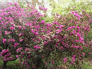 P5065136_concinnum_1024px Rhododendron concinnum