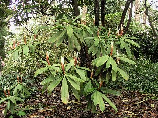 P5065139_calophytum_1024px Rhododendron calophytum