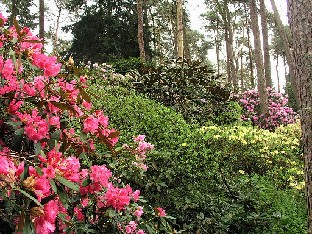 P5065142_keskellä_rex_1024px Rhododendron rex in the center background Rhododendron rex keskellä taustalla