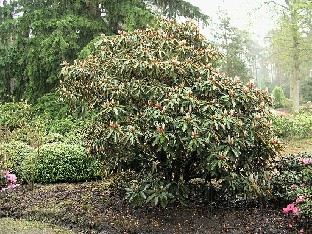 P5065146_traillianum_var_aberrans_1024px Rhododendron traillianum var. aberrans