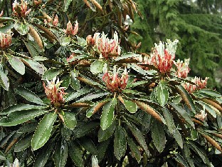 P5065147_traillianum_var_aberrans_1024px Rhododendron traillianum var. aberrans