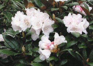 P5065155_Hydon_Velvet_1024px Rhododendron 'Hydon Velvet'